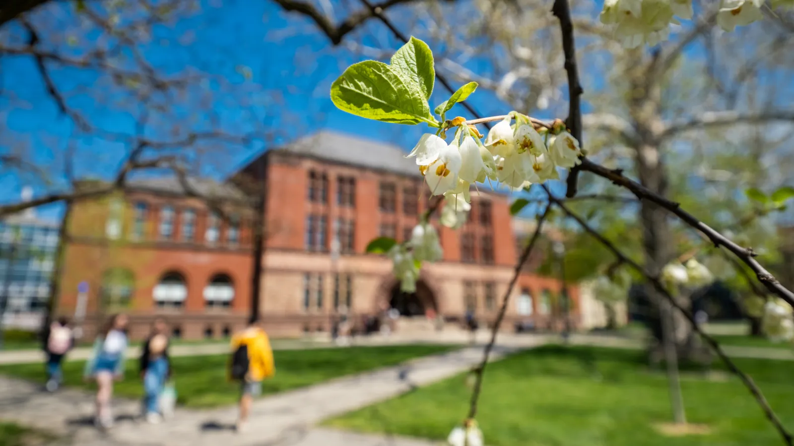 Spring campus scenes in outdoor spaces. Tree blooms near Hayes Hall.
