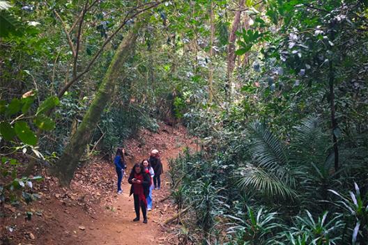 Photo of Guarani walking in the forest