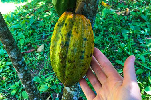 Fruit from Sao Paulo