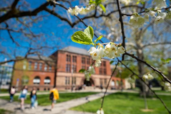 Spring campus scenes in outdoor spaces. Tree blooms near Hayes Hall.