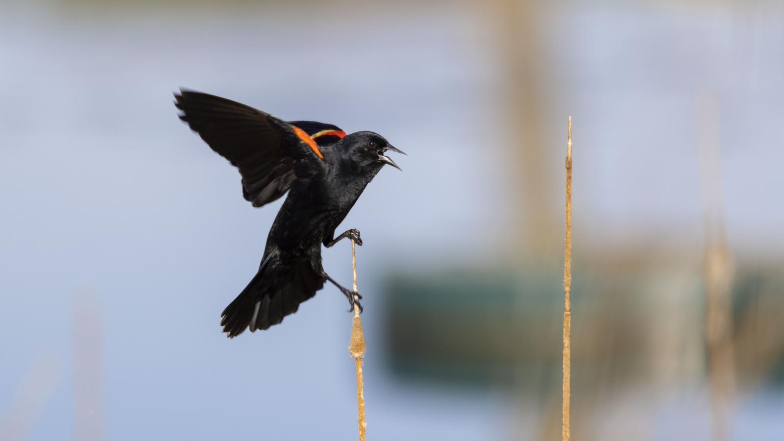 Bird landing on a twig with wings still open